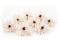 Preserved Dahlia - Box of 8 - White 6