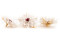 Preserved Dahlia - Box of 8 - White 4