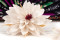 Dalia Stabilizzata - scatola da 8 - Bianco 2