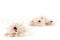 Preserved Dahlia - Box of 8 - White 7