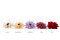 Preserved Dahlia - Box of 8 - White 8