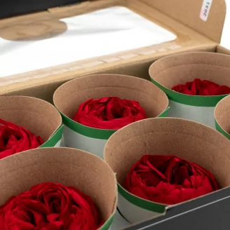 Preserved Niki Rose Red (x6)