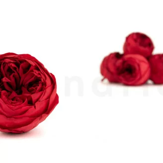 Konservierte Rose Niki Rot (x6)