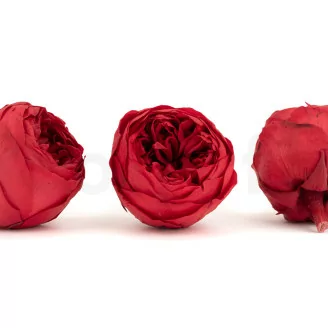 Konservierte Rose Niki Rot (x6)