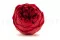 Rosa Niki stabilizzata Rosso (x6) 2