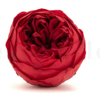 Rose Niki stabilis&eacute;e Rouge (x6)