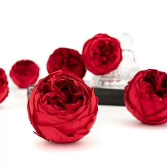 Konservierte Rose Niki Rot (x6)