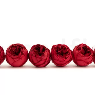 Preserved Niki Rose Red (x6)