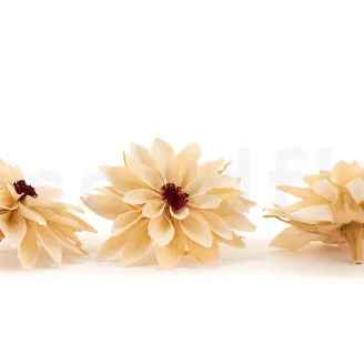 Dalia preservada Champ&aacute;n (x8)