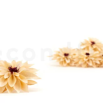 Dalia stabilizzata Champagne (x8)