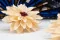 Dahlia stabilis&eacute; Champagne (x8) 2