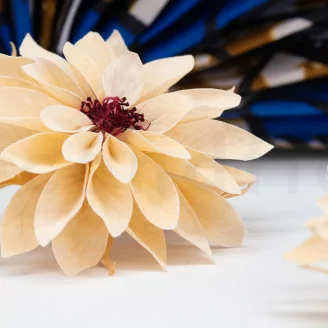 Preserved Dahlia Champagne (x8)