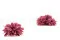 Dalia stabilizzata Rosa (x8) 7