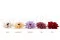 Preserved Dahlia Red (x8) 9