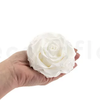 Konservierte Mandala Rose XXL Wei&szlig;