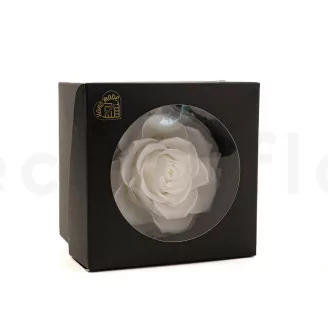 Preserved Mandala Rose XXL White
