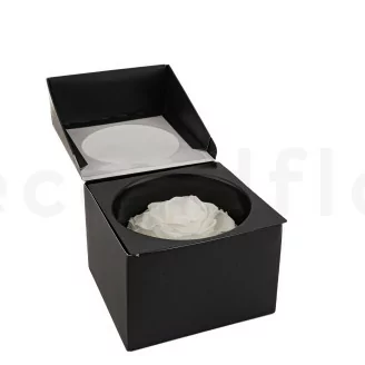 Rosa Mandala stabilizzata XXL Bianco