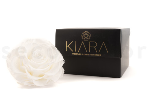 Rosa Mandala preservada Kiara XXL - Caja de 1 - Pure White