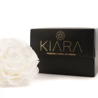 Rose stabilis&eacute;e mandala XXL Blanc