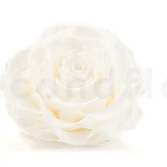 Rosa Mandala stabilizzata XXL Bianco
