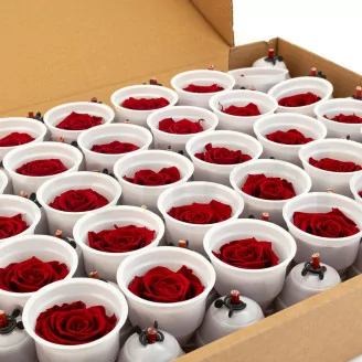 Preserved Rose XL Dark Red - Bulk (x432)