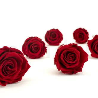 Rosa stabilizzata XL Rosso Scuro - Grande formato (x432)