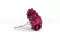 Hortensia preservada Magenta 5