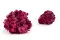 Hortensia stabilis&eacute; Magenta 8