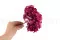 Hortensia stabilis&eacute; Magenta 3