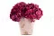 Hortensia stabilis&eacute; Magenta 6