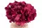 Hortensia preservada Magenta 9