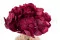Hortensia stabilis&eacute; Magenta 11