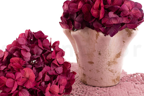 Hortensia preservada Kiara - Magenta Purple