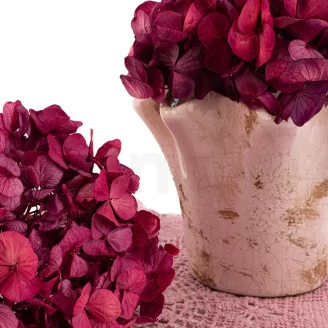 Hortensia stabilis&eacute; Magenta