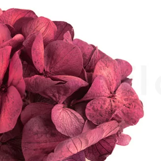 Hortensia preservada Magenta