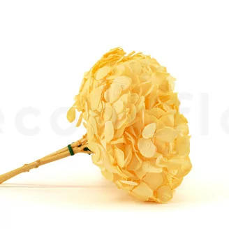Preserved Hydrangea Yellow