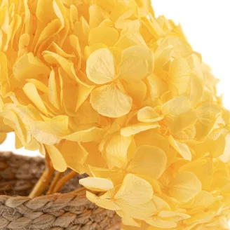 Hortensia preservado Amarillo