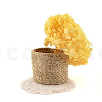 Preserved Hydrangea Yellow