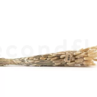 Getrockneter Lagurus Ovatus Natur