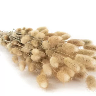Dried Lagurus Ovatus Natural
