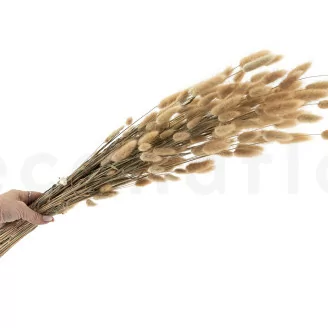 Dried Lagurus Ovatus Natural
