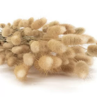 Dried Lagurus Ovatus Natural