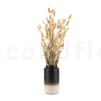 Dried Lagurus Ovatus Natural