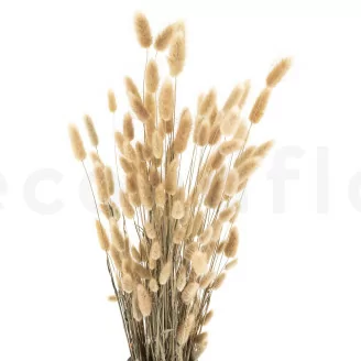 Dried Lagurus Ovatus Natural