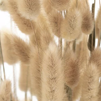 Dried Lagurus Ovatus Natural