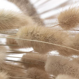 Dried Lagurus Ovatus Natural