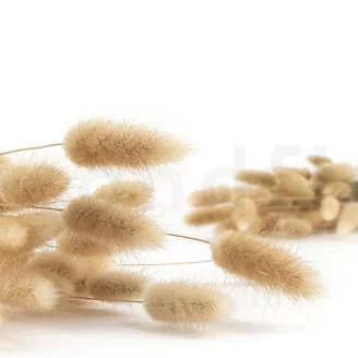 Dried Lagurus Ovatus Natural