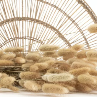 Lagurus Ovatus seco Natural