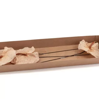 Anthurium stabilis&eacute; Champagne (x3)