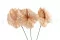 Anturio preservado Champagne (x3) 8